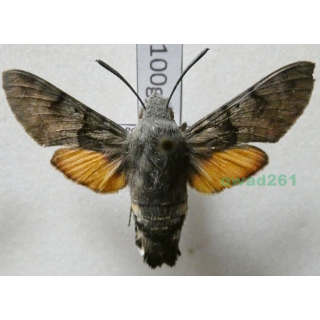 Macroglossum stellatarum (Linnaeus, 1758) Fruczak gołąbek Poland100g